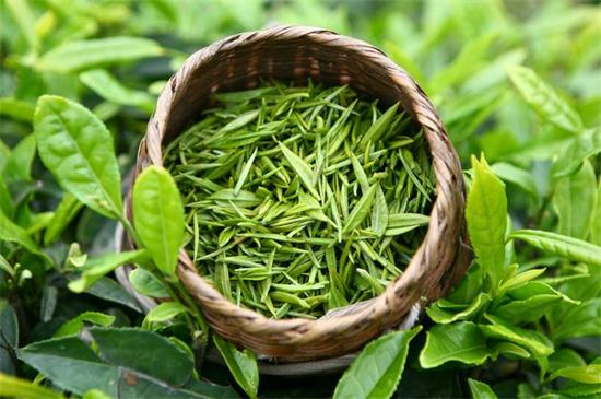 探究薏仁茶的成分与茶叶的异同
