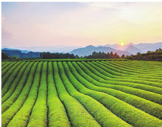 古来武阳茶 今朝味更香 一片茶叶铺就的乡村振兴路