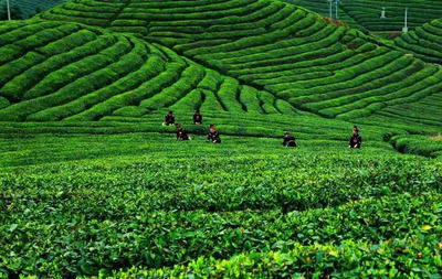 来自雷山的邀请 请喝一杯银球茶